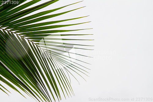 Image of Abstract green leaves background