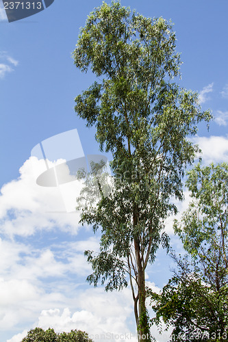 Image of Green beautiful and young eucalyptus tree