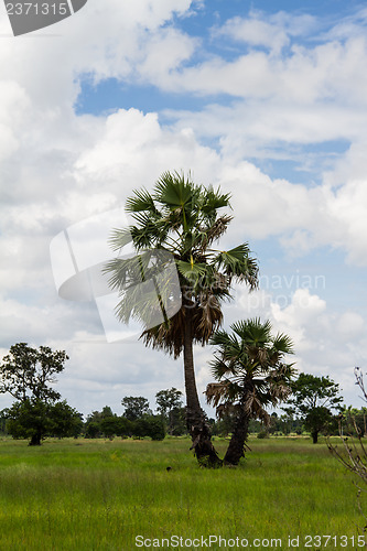 Image of Asian Palmyra palm, Toddy palm, Sugar palm, Cambodian palm (Bora