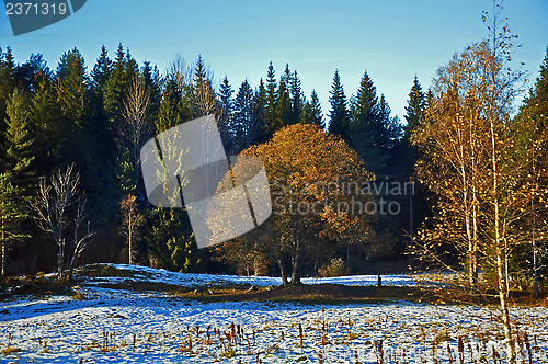 Image of The first snow