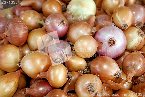 Image of bulb onions