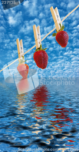 Image of strawberry's hanging to dry above water