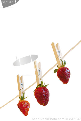 Image of strawberry's hanging to dry
