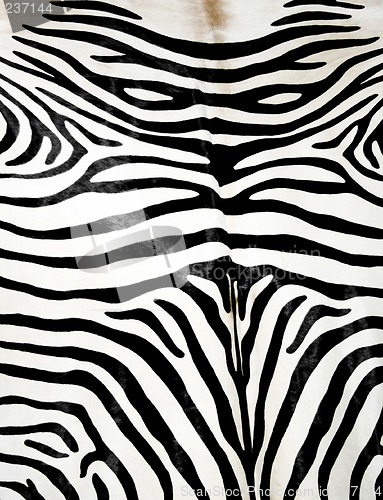 Image of Zebra skin