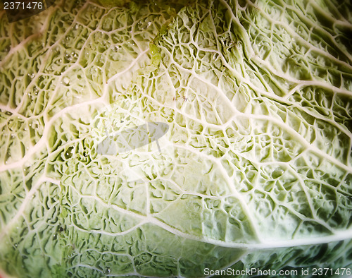 Image of Green cabbage vegetable