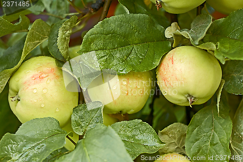 Image of Apples with water drops on the tree