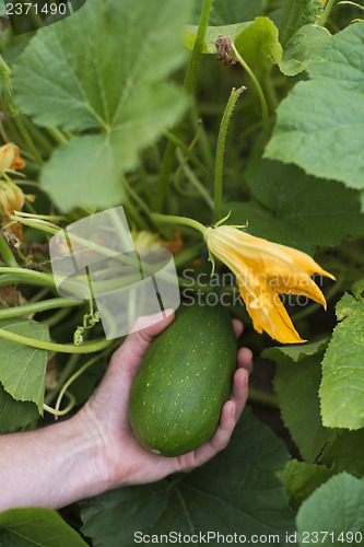 Image of Pumpkin