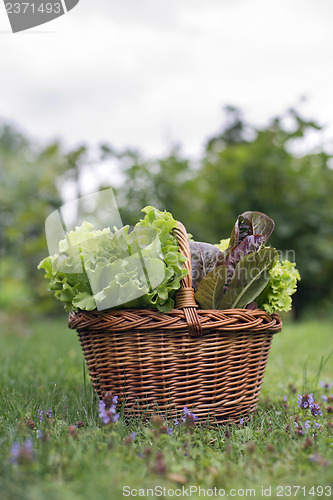 Image of Salad