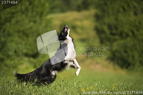 Image of Dog