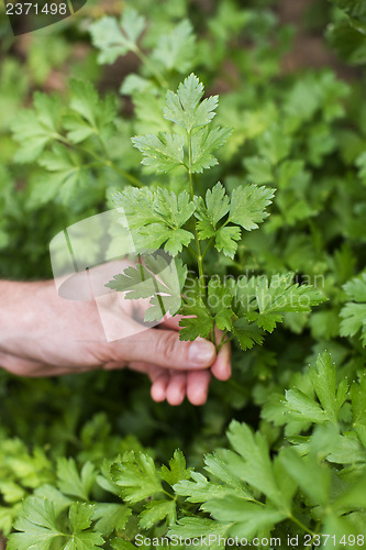 Image of Parsley