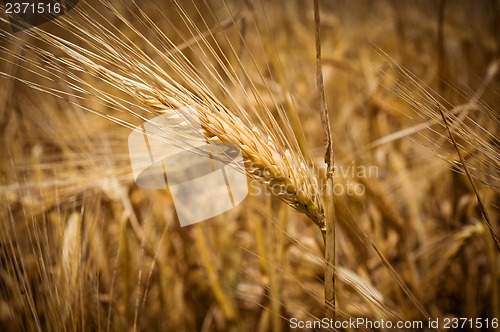 Image of Ears of wheat. Toning.