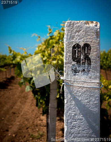 Image of White column on a vineyard background.