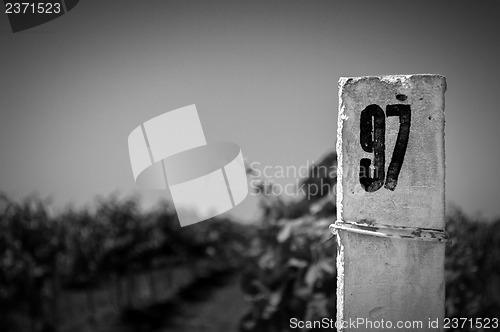 Image of White column on a vineyard background.