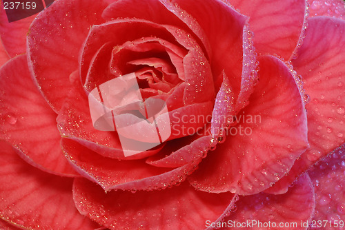 Image of pink rose