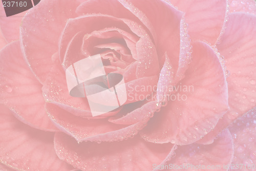 Image of pink rose