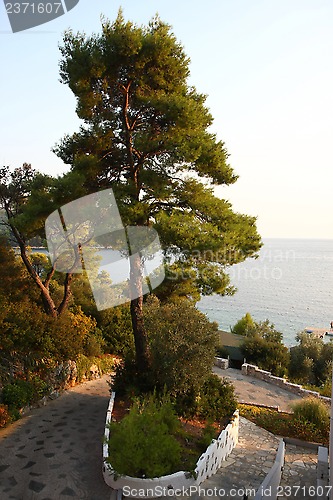 Image of Skopelos tree