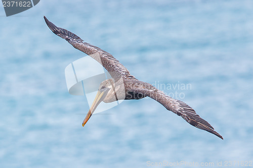 Image of Brown pelican (Pelecanus occidentalis)