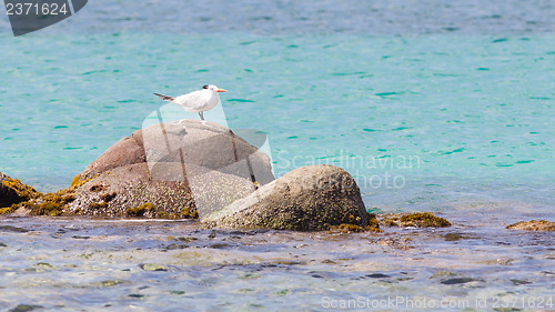 Image of Royal Tern (Thalasseus maximus maximus)