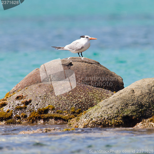 Image of Royal Tern (Thalasseus maximus maximus)