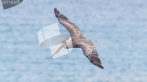 Image of Brown pelican (Pelecanus occidentalis)