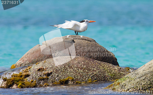 Image of Royal Tern (Thalasseus maximus maximus)