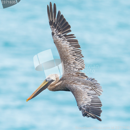 Image of Brown pelican (Pelecanus occidentalis)