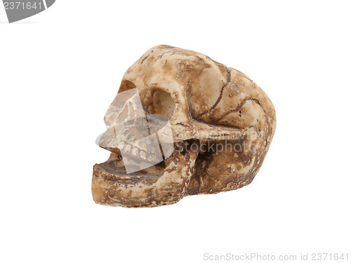 Image of Single old skull isolated
