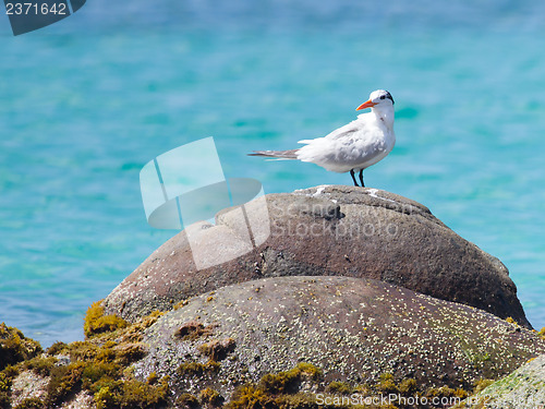 Image of Royal Tern (Thalasseus maximus maximus)