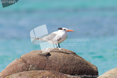 Image of Royal Tern (Thalasseus maximus maximus)