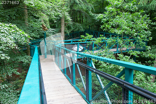 Image of Green pathway through the trees