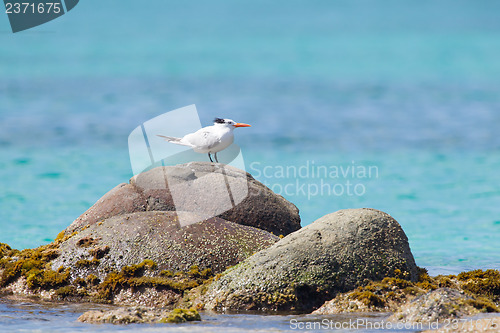 Image of Royal Tern (Thalasseus maximus maximus)