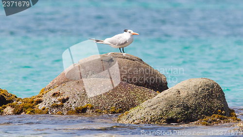 Image of Royal Tern (Thalasseus maximus maximus)