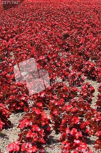 Image of Mini Begonia