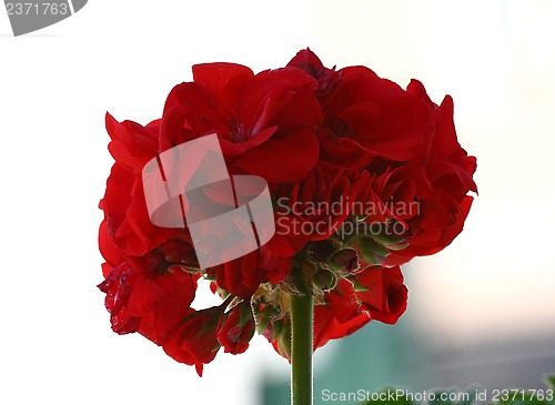 Image of Pelargonium