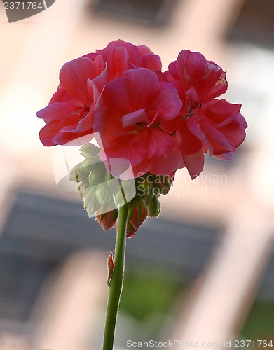 Image of Pelargonium