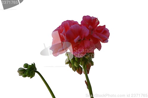 Image of Pelargonium