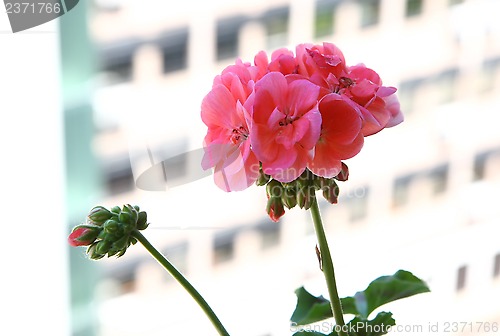 Image of Pelargonium