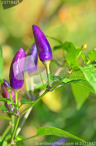 Image of Purple bell pepper growing 