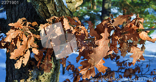 Image of Dead leafs