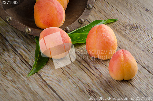 Image of Apricots with leaves