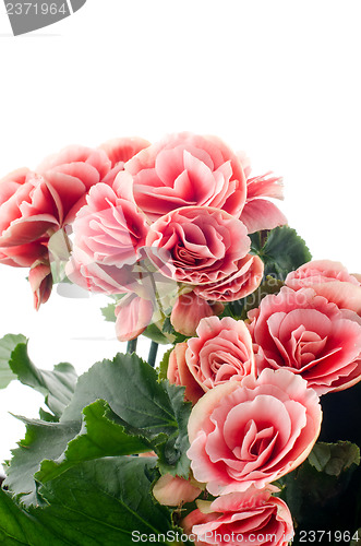 Image of Pink begonia flowers