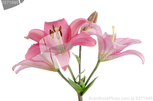 Image of Pink lilies