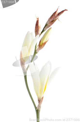 Image of White freesia flowers