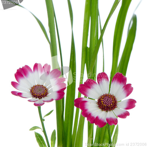 Image of Beautiful pink flowers and green grass