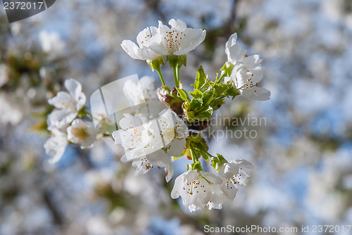 Image of Blooming tree at spring