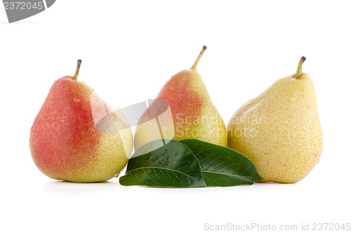 Image of Three ripe pears