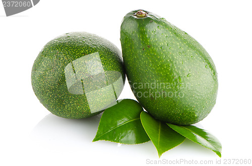 Image of Avocados on white 