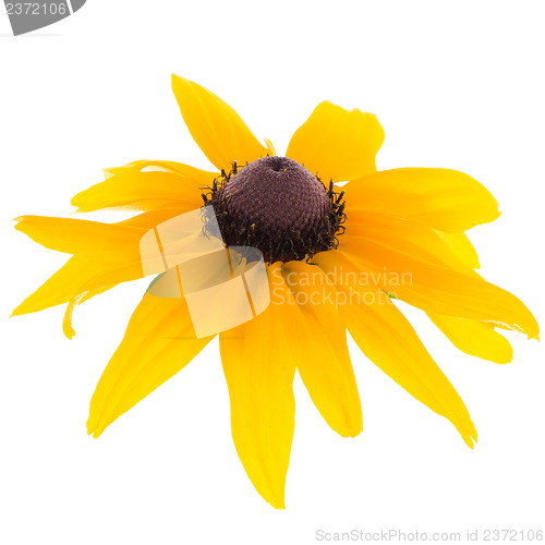 Image of Sunflower