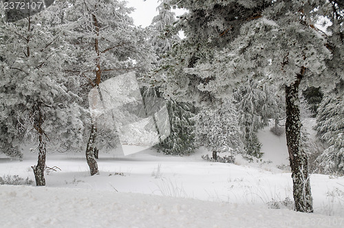 Image of Snow and frost covered pine trees