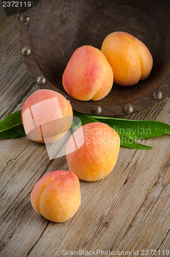 Image of Apricots with leaves